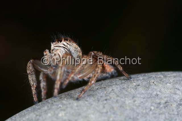 Salticidae_4856.JPG - France, Araneae, Salticidae, Araignée sauteuse ou Saltique (Evarcha falcata), Jumping spider